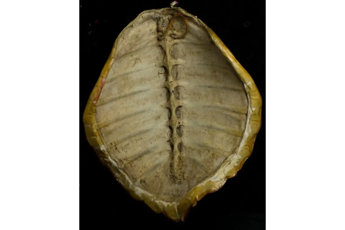 Turtle's shell