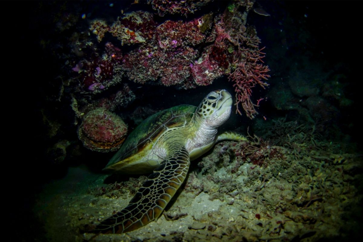 A turtle in a dark cave