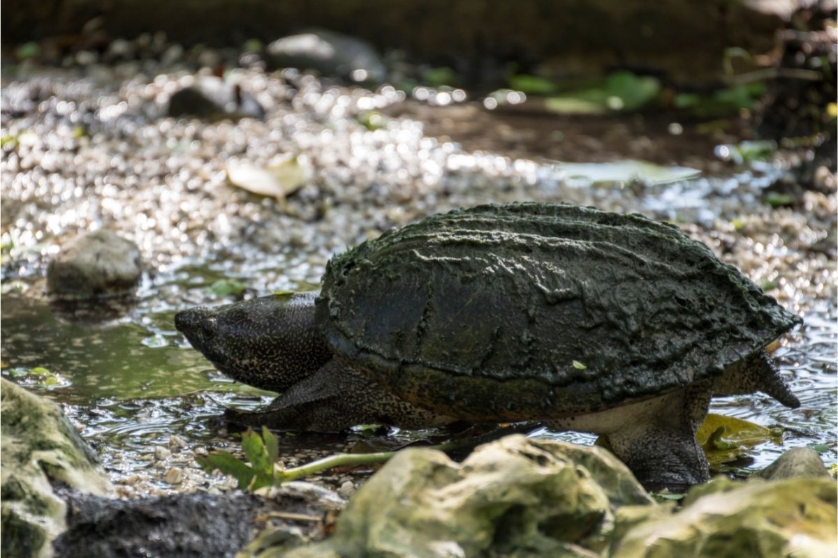 Walking turtle