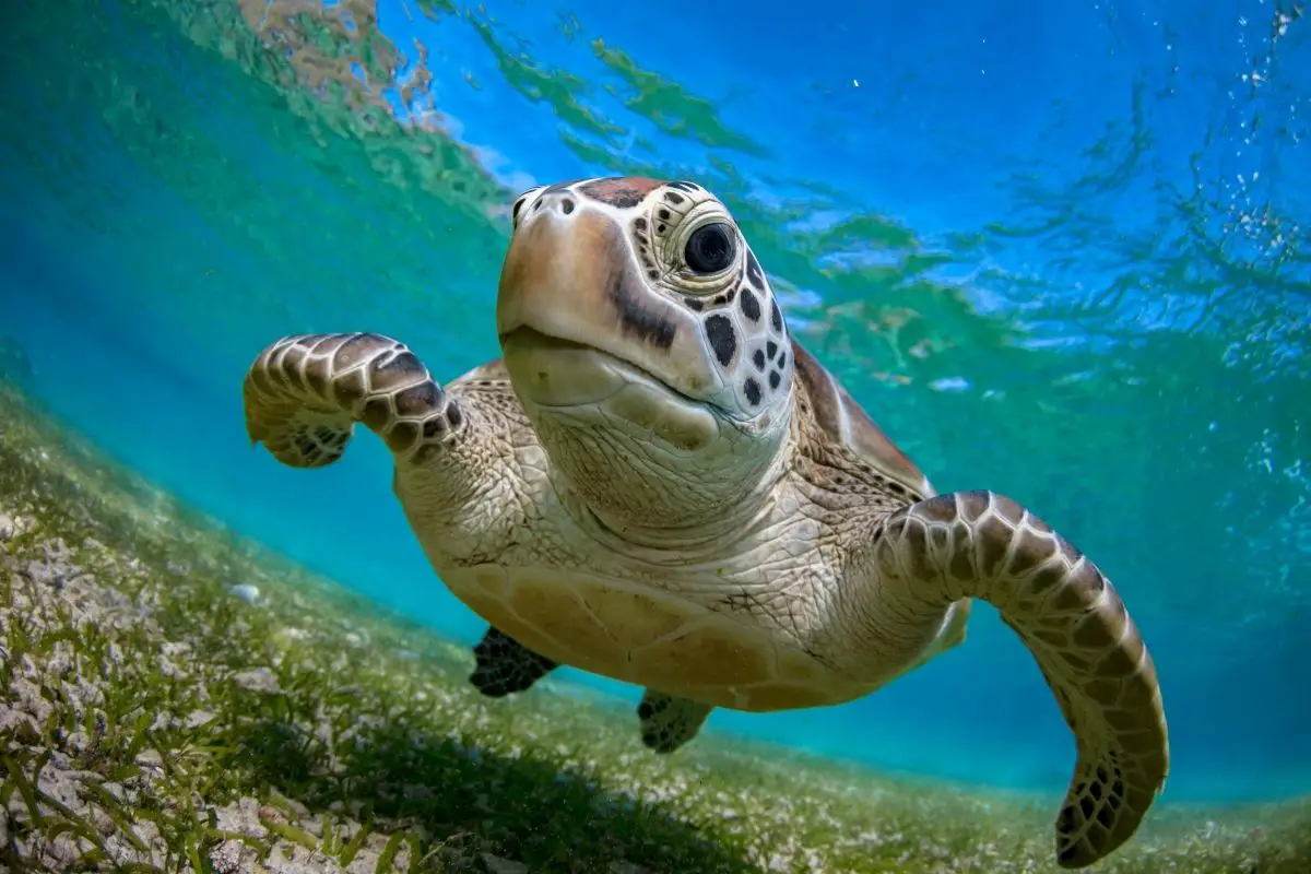 A turtle swimming and looking at the camera