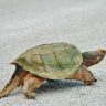 Turtle with a long tail