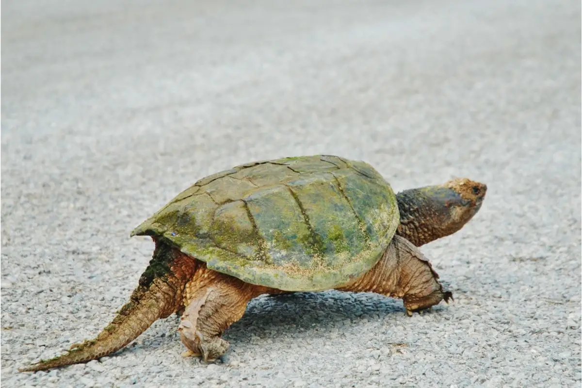 Turtle with a long tail