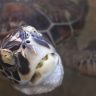 Turtle showing its teeth