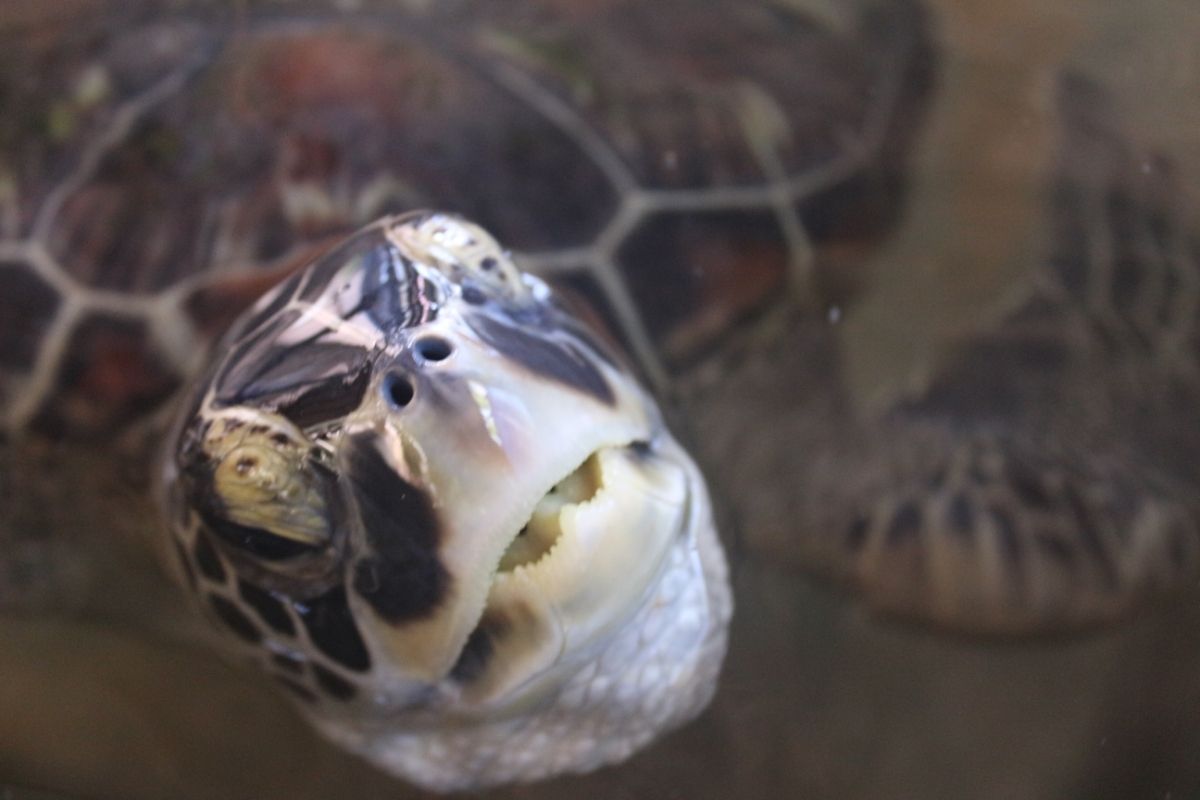 Turtle showing its teeth