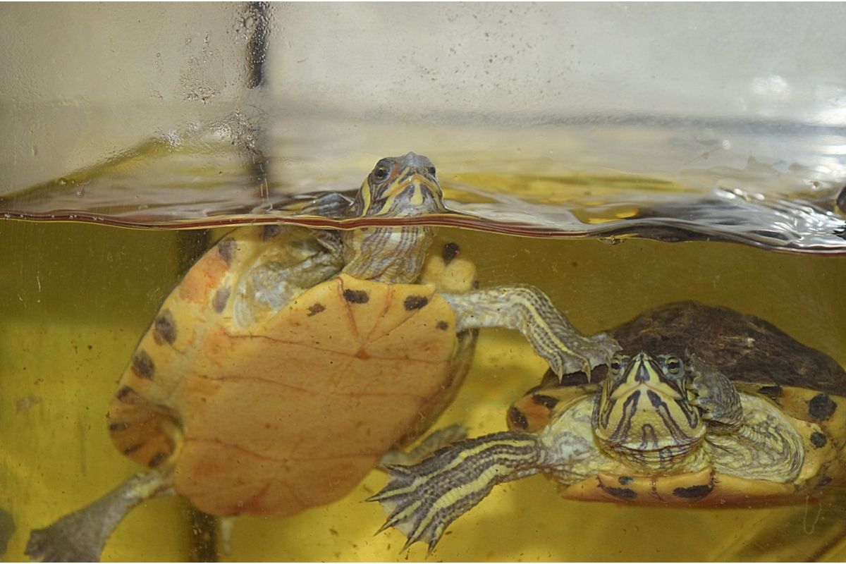 Two turtles in the tank