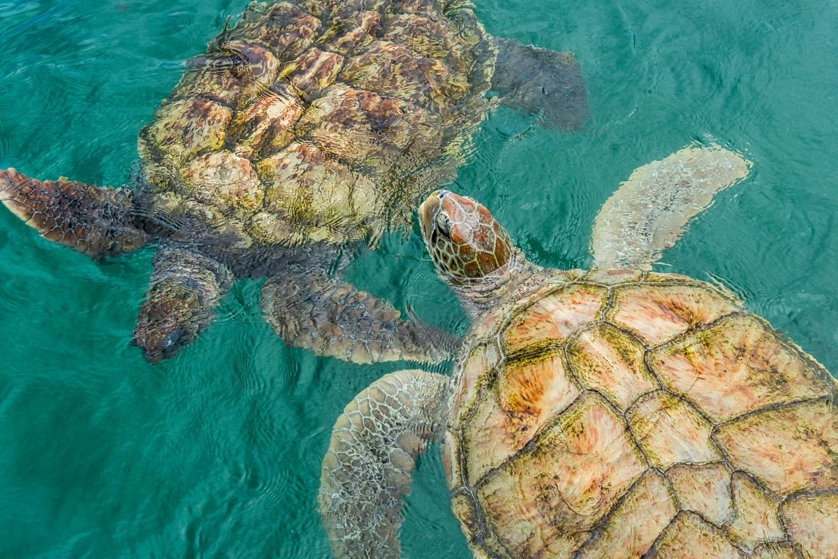 Two turtles in the water