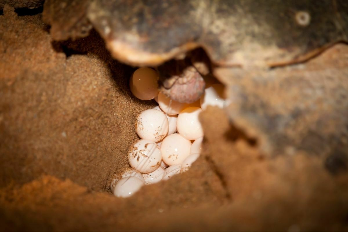 Turtle laying eggs