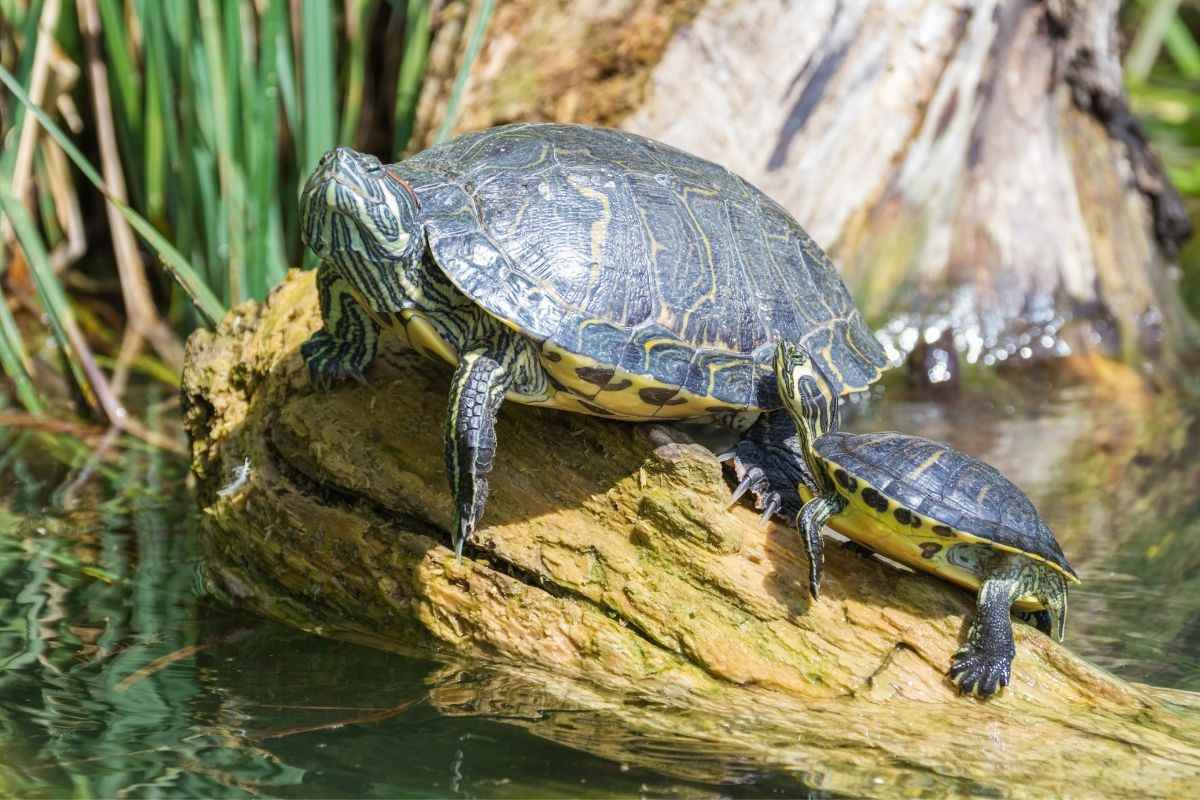 Adult and baby turtle on a rock