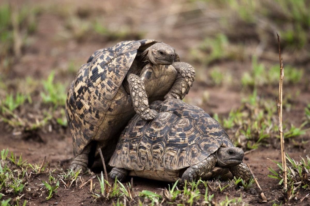 Two turtles mating