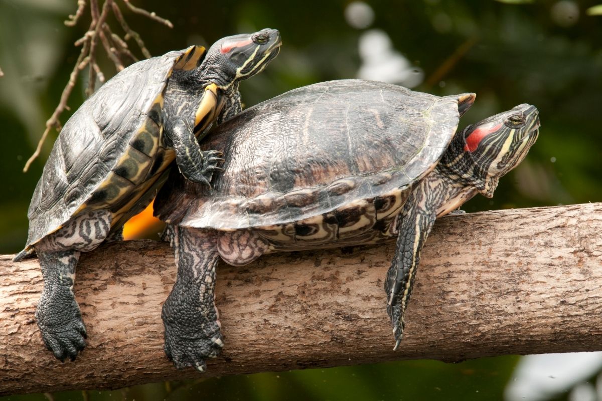 Two turtles mating on a branch