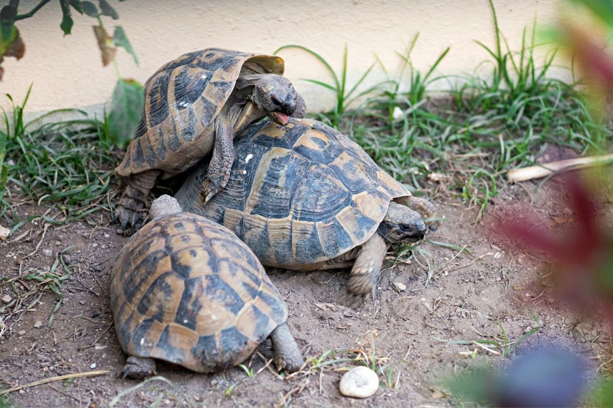 Two turtles mating