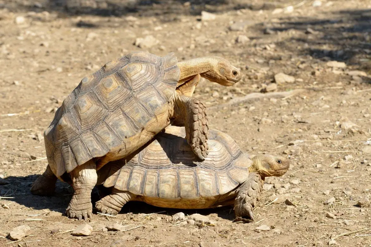 sulcata tortoises mating