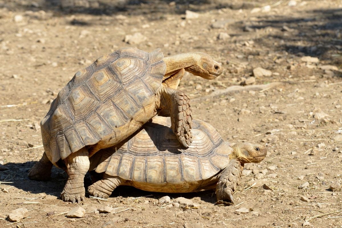 Sulcata tortoises mating