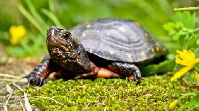 spotted turtle standing on moss