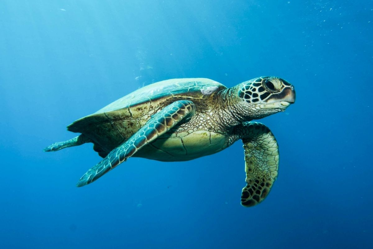 Green sea turtle swimming in the ocean