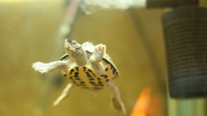 Small turtle swimming in an aquarium