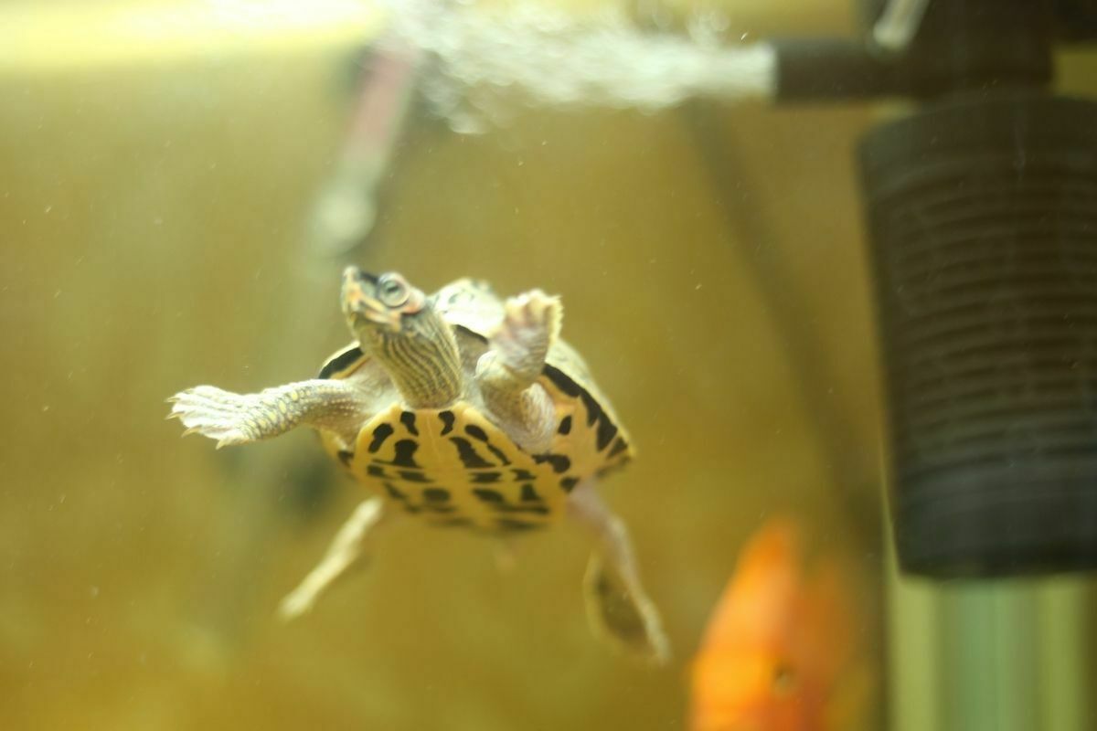 do-turtles-need-a-heat-lamp-at-night-aquaticpals