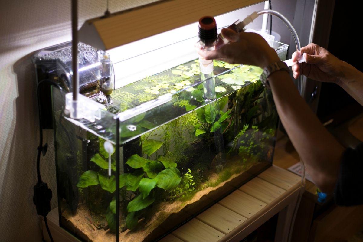 Hand cleaning an aquarium