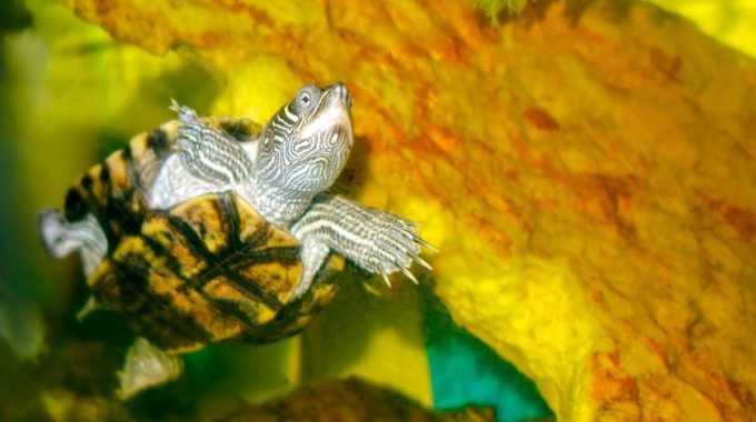 Turtle swimming in a tank