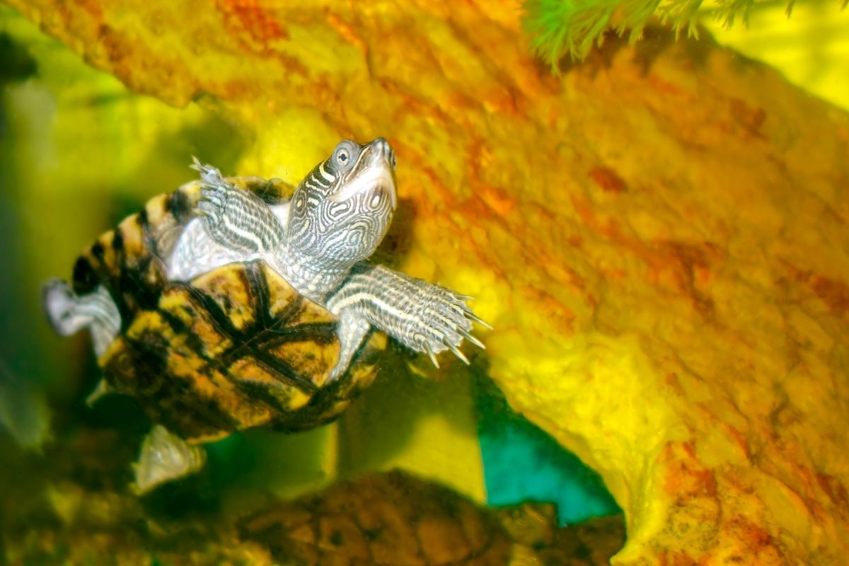 do-turtles-need-a-heat-lamp-petdt