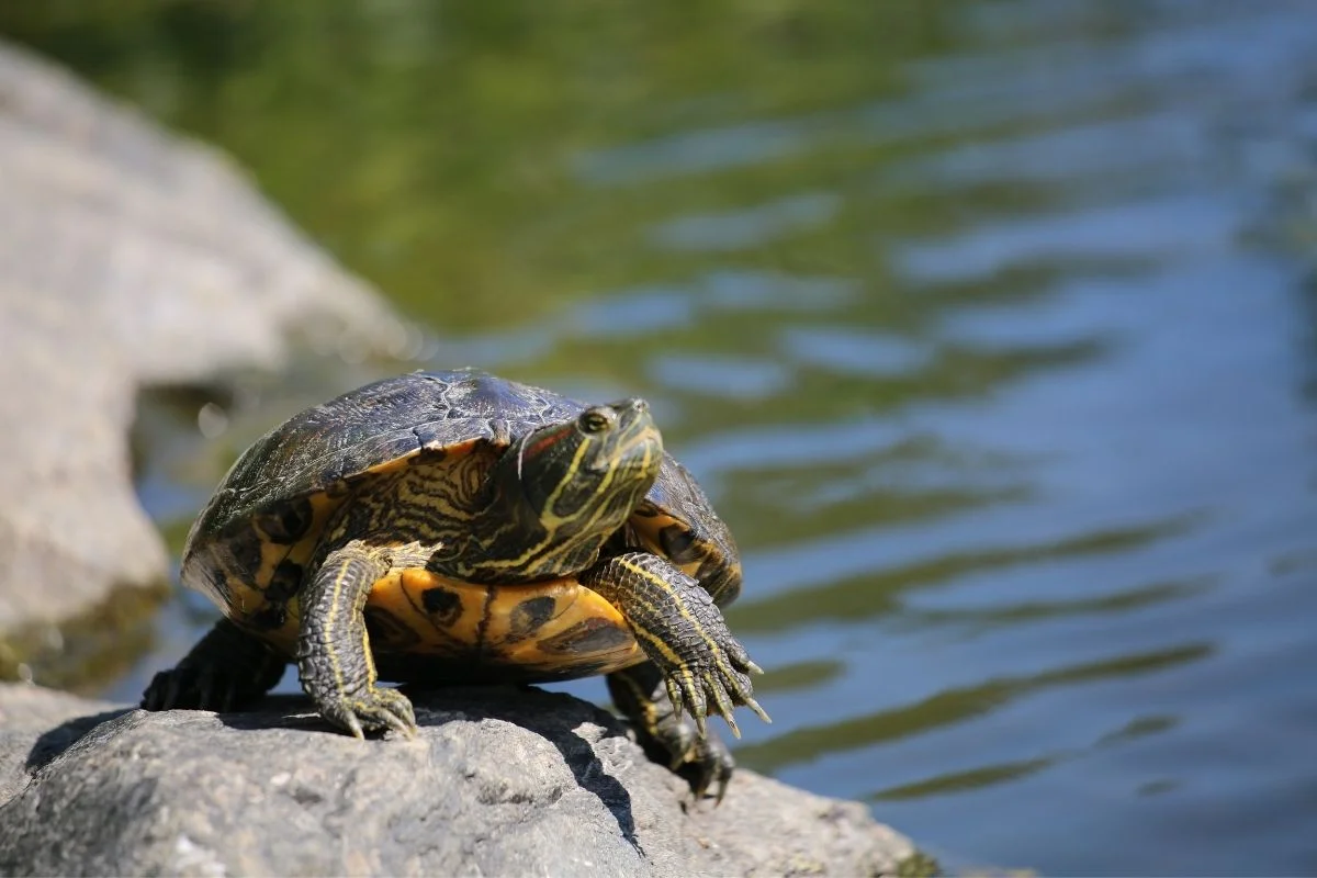 Turtle standing on a rock