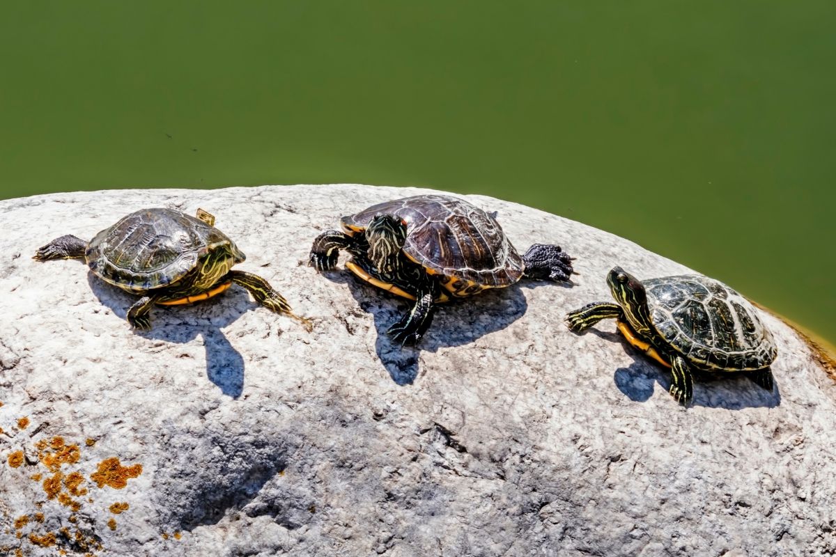 3 turtles on a rock