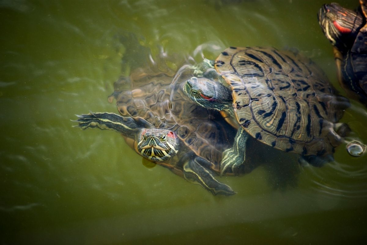 Turtles swimming