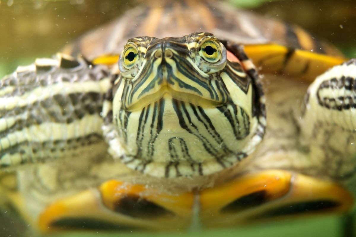 Close-up of a turtles head in a tank