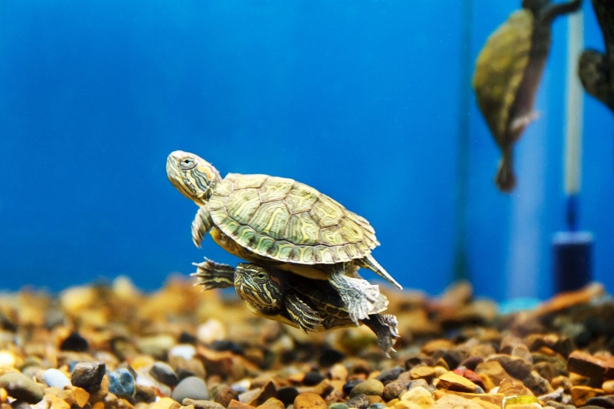 Couple turtles swimming in an aquarium