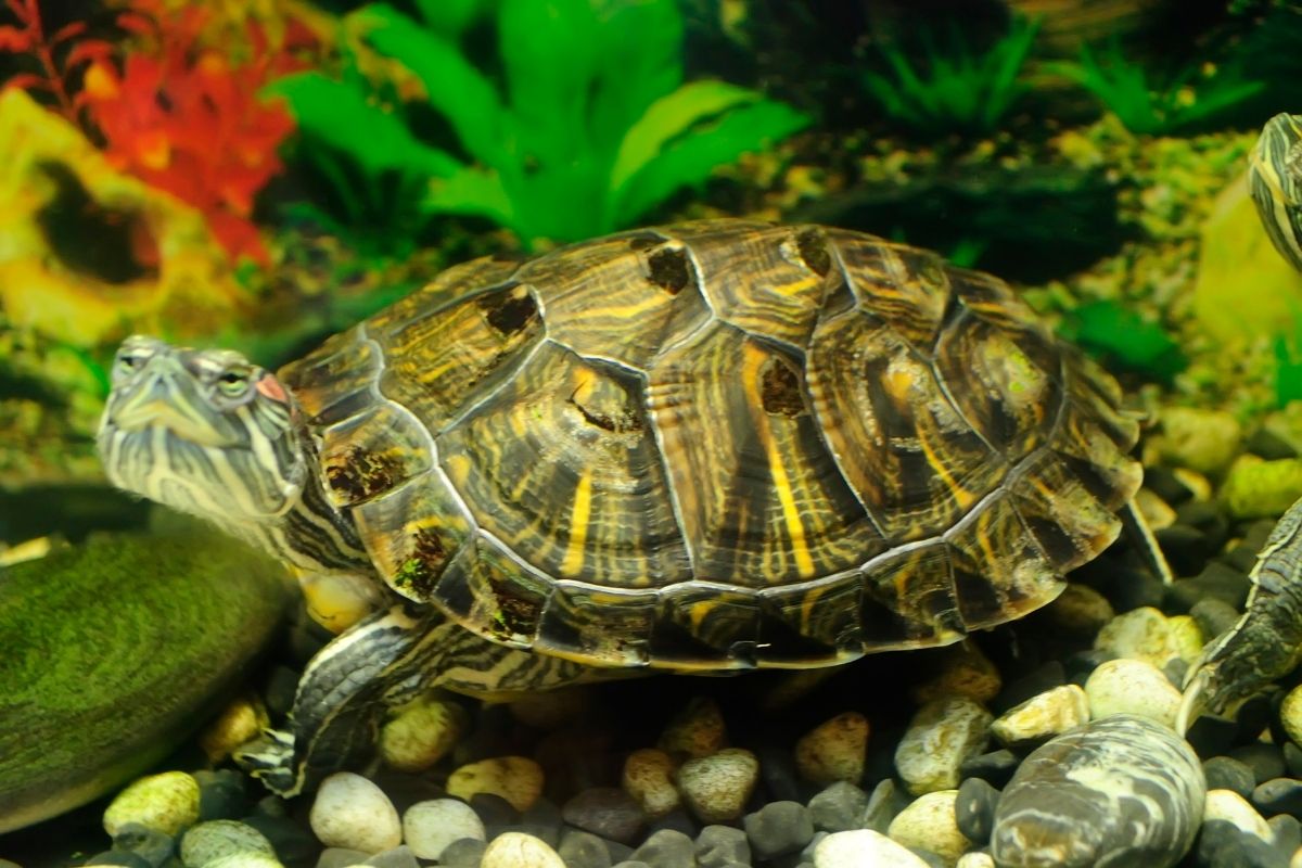 turtle in a tank