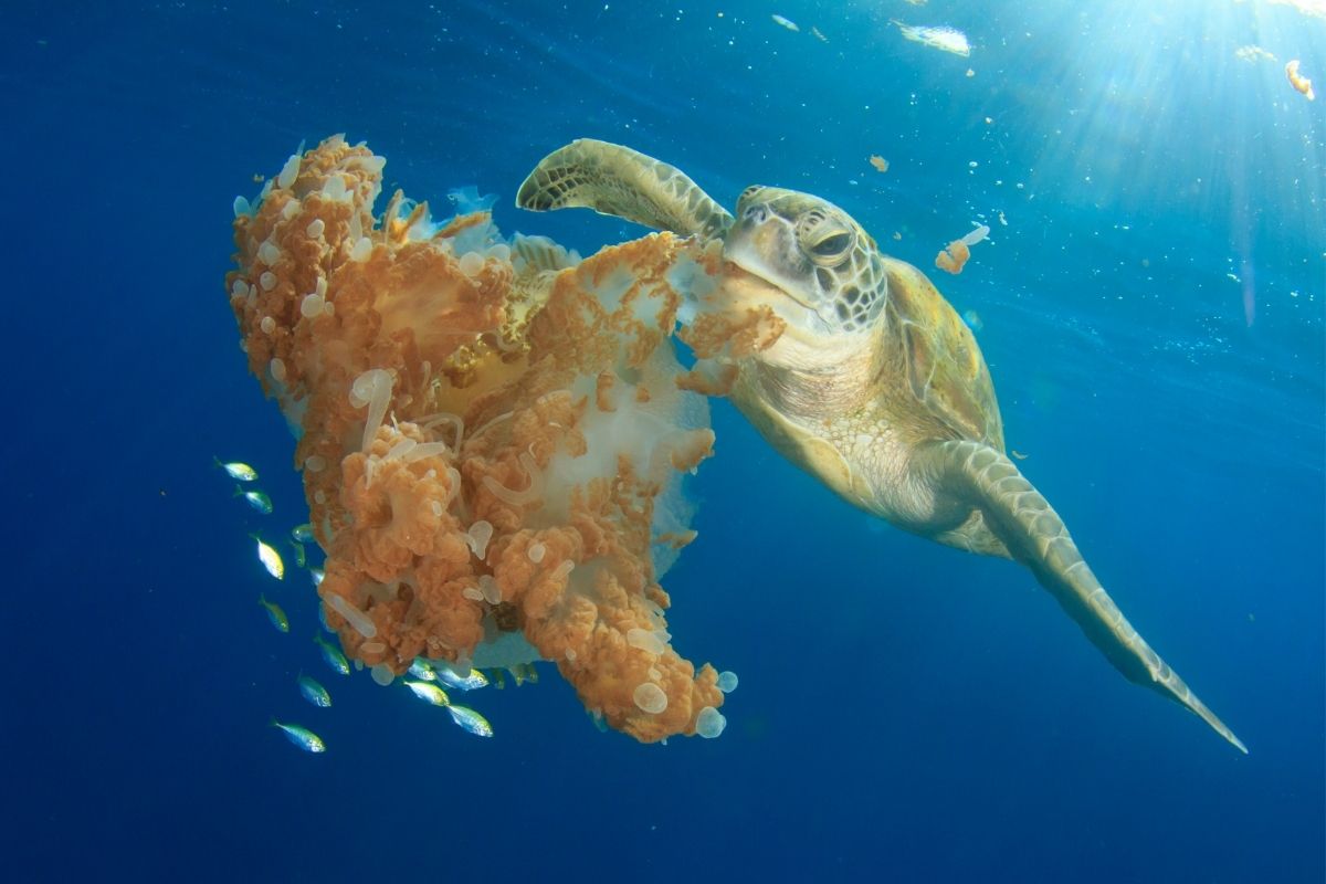 Turtle eating jellyfish