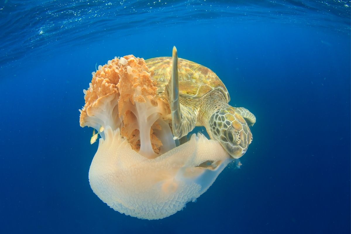 Turtle eating jellyfish