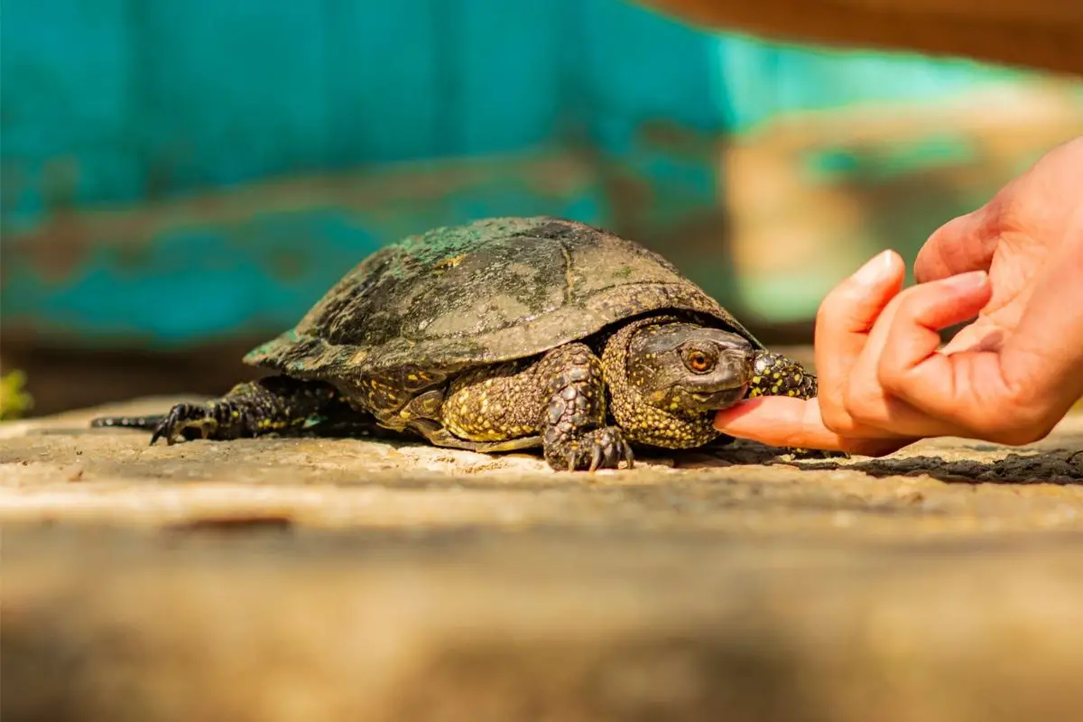 A human touching a turtle's neck