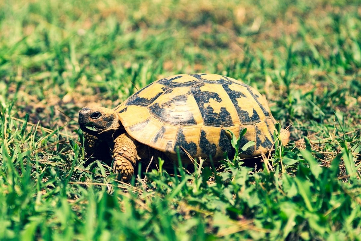 Turtle walking on grass