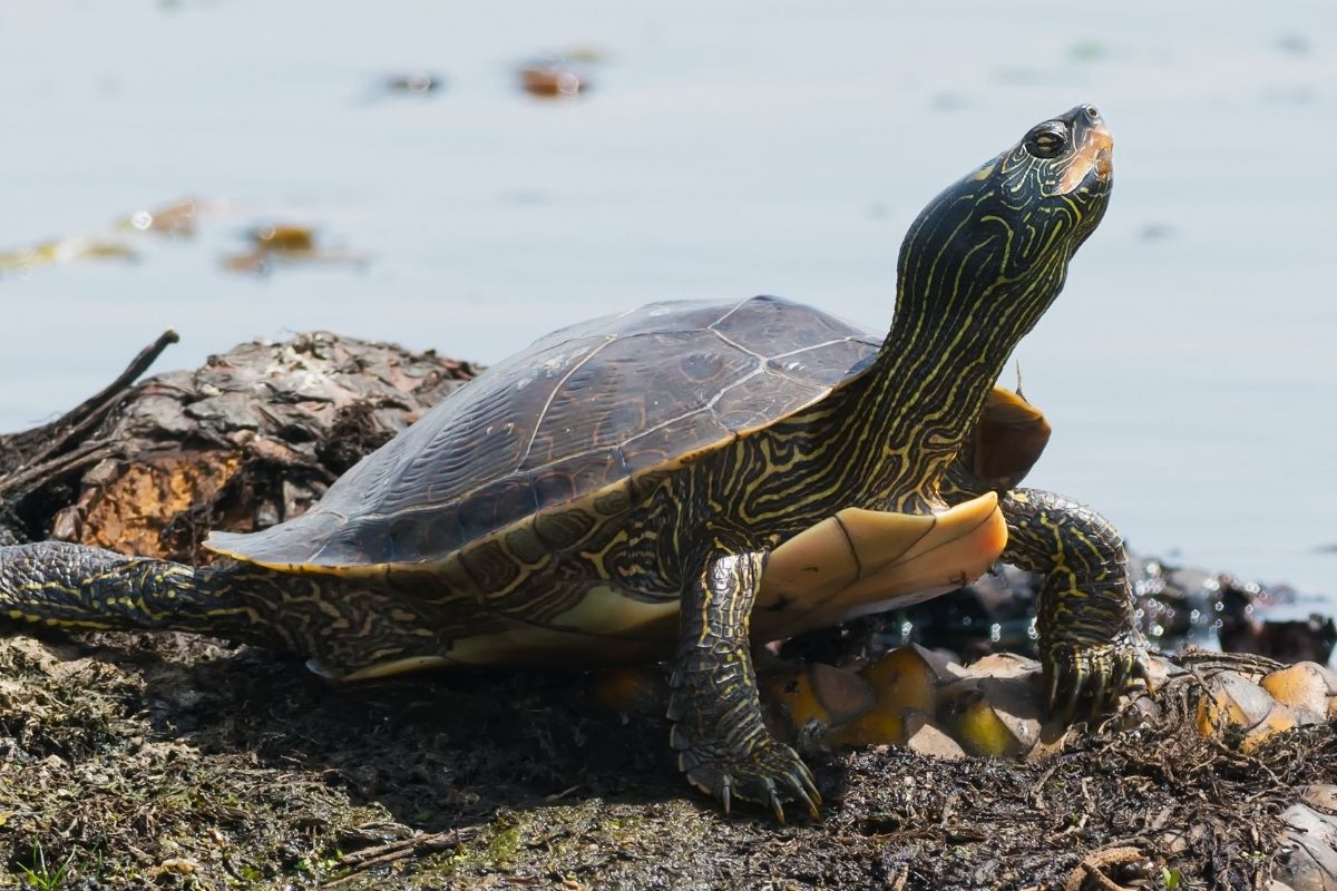 Northern map turtle looking up