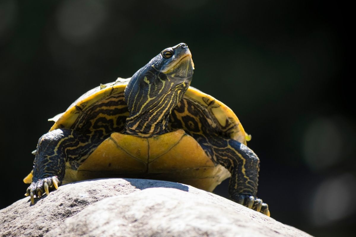 Northern map turtle on rock