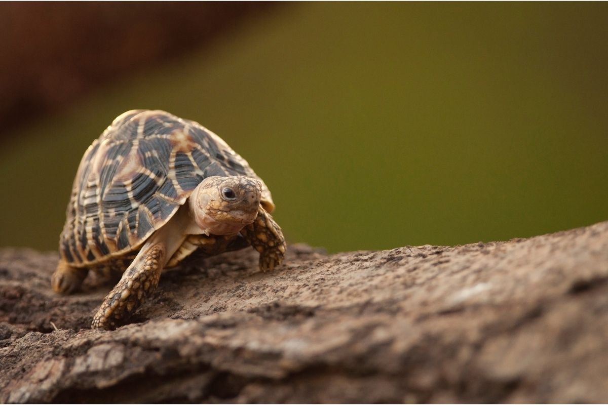 Walking baby tortoise