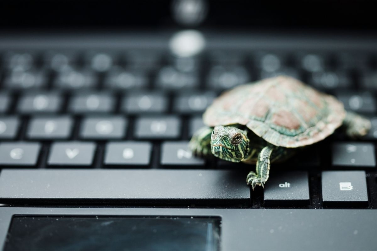 Baby turtle on the keyboard
