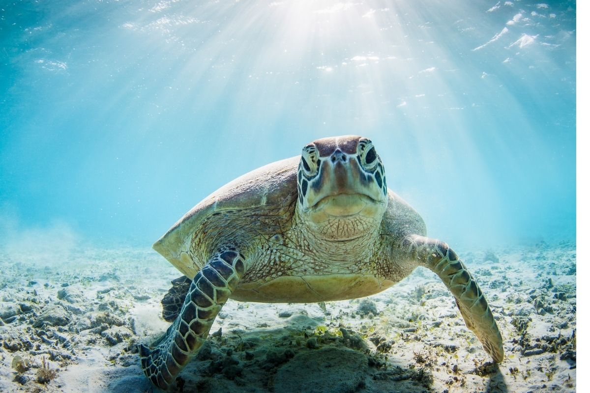 Swimming turtle