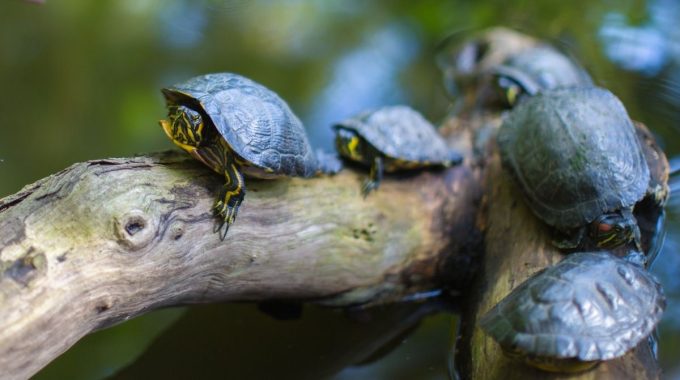 Turtles crawling on tree brunch