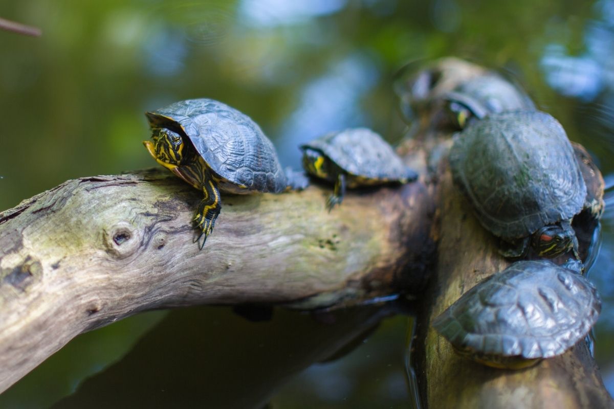 Turtles crawling on tree brunch