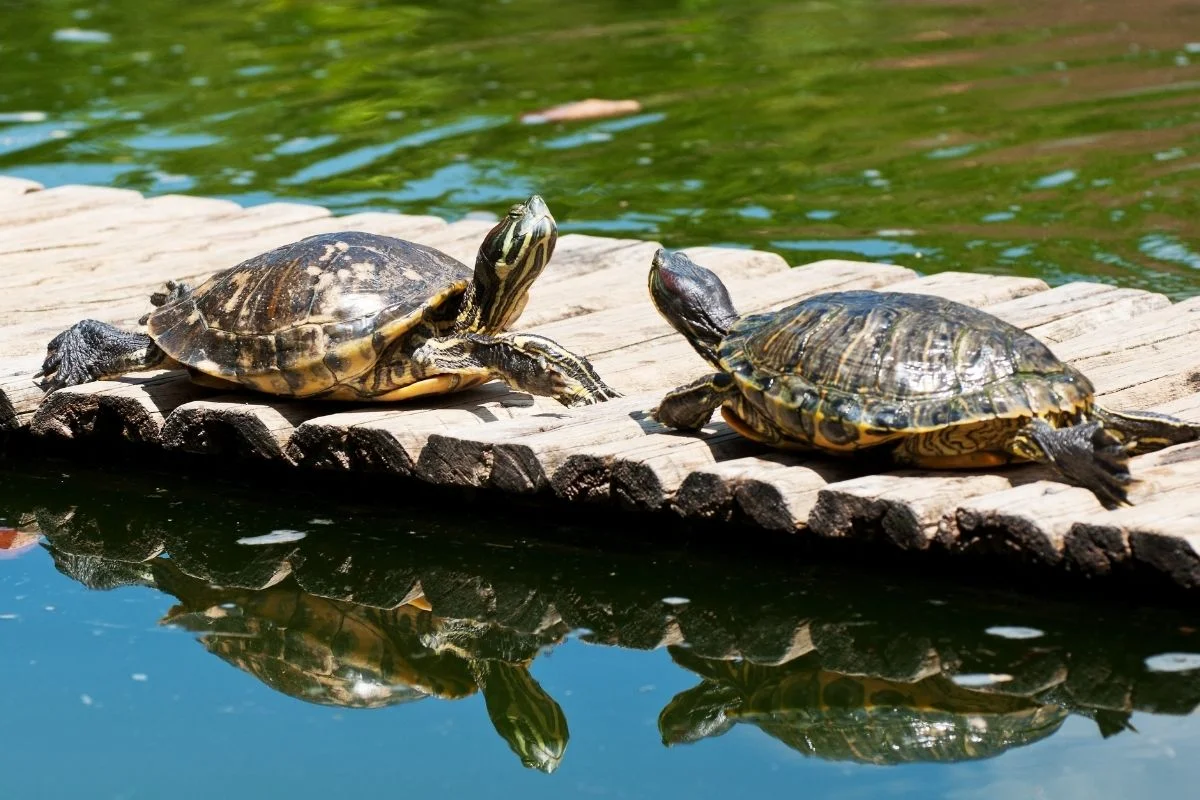 Two turtles facing each other on a wooden bridge