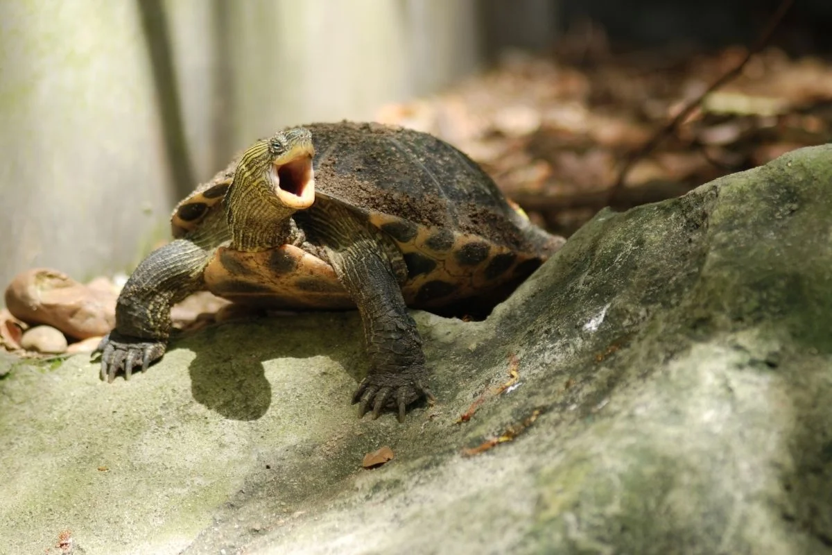 Turtle with open mouth standing on a rock