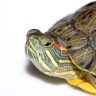Red-eared turtle