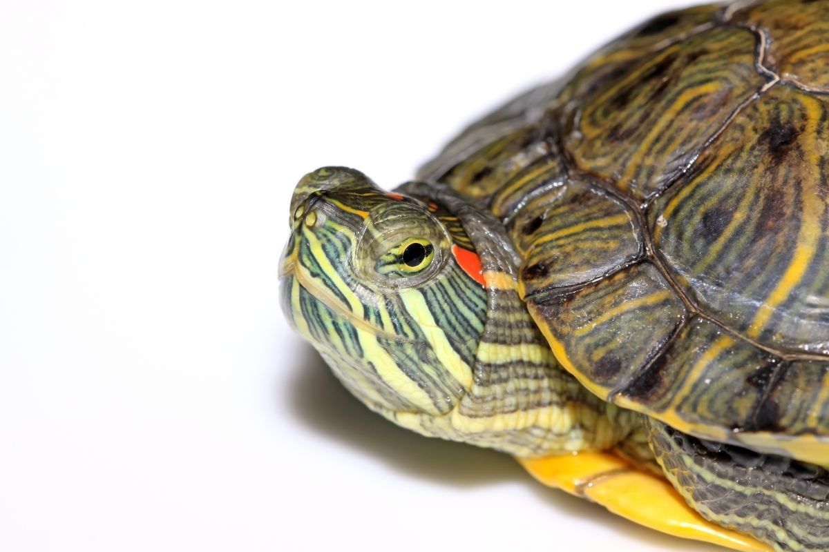 Red-eared turtle