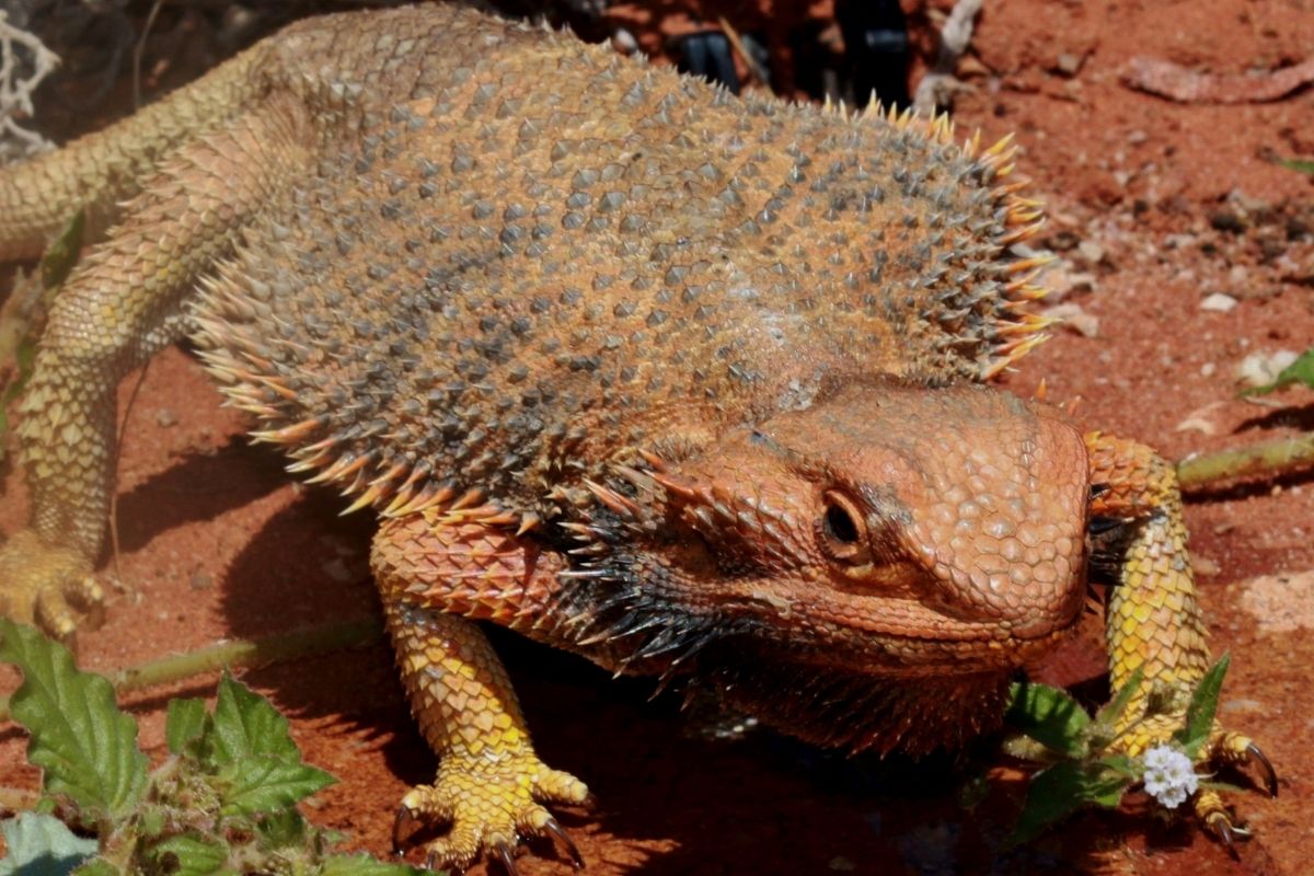 Bearded dragon with a broad back