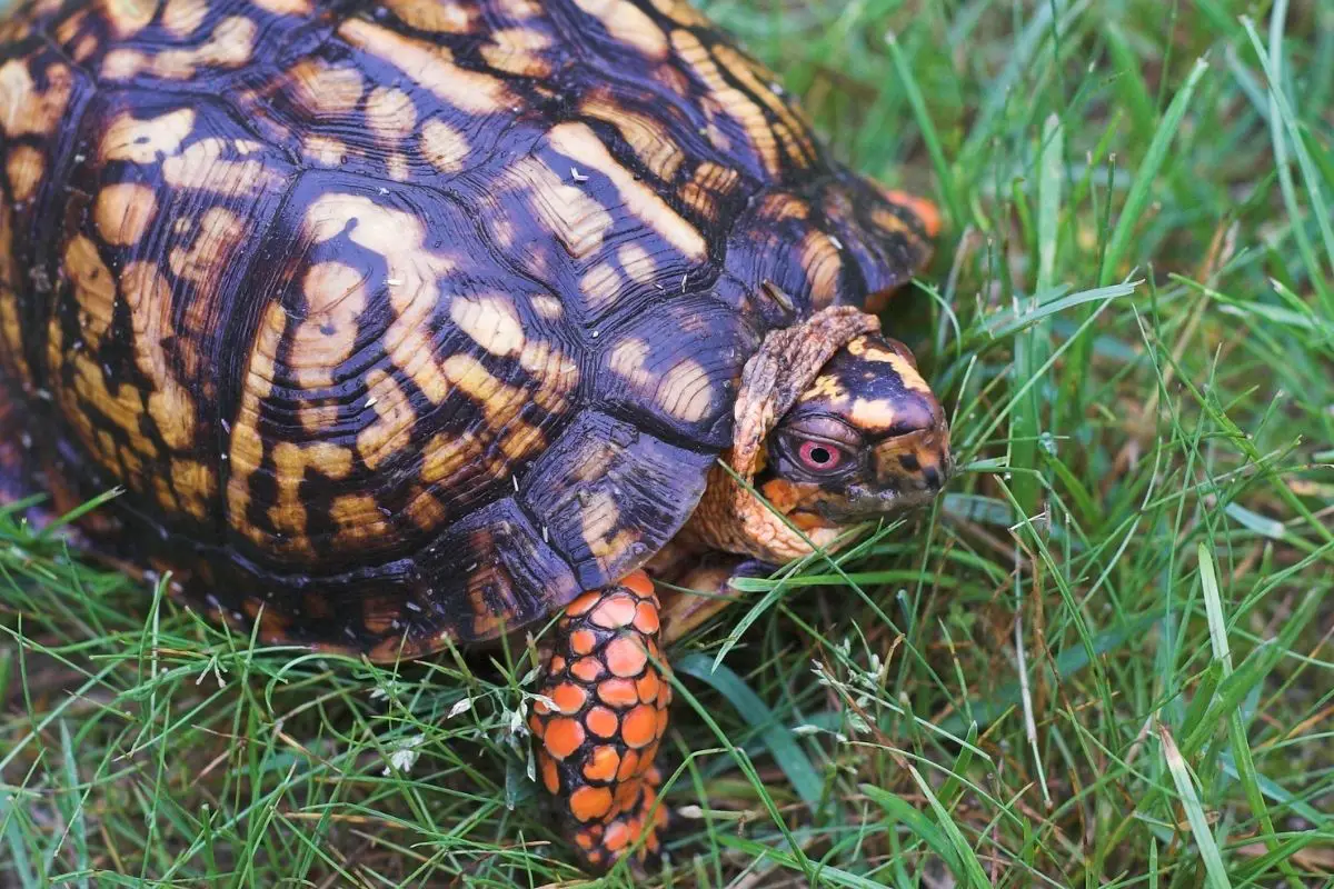 Eastern Box Turtle walking on grass