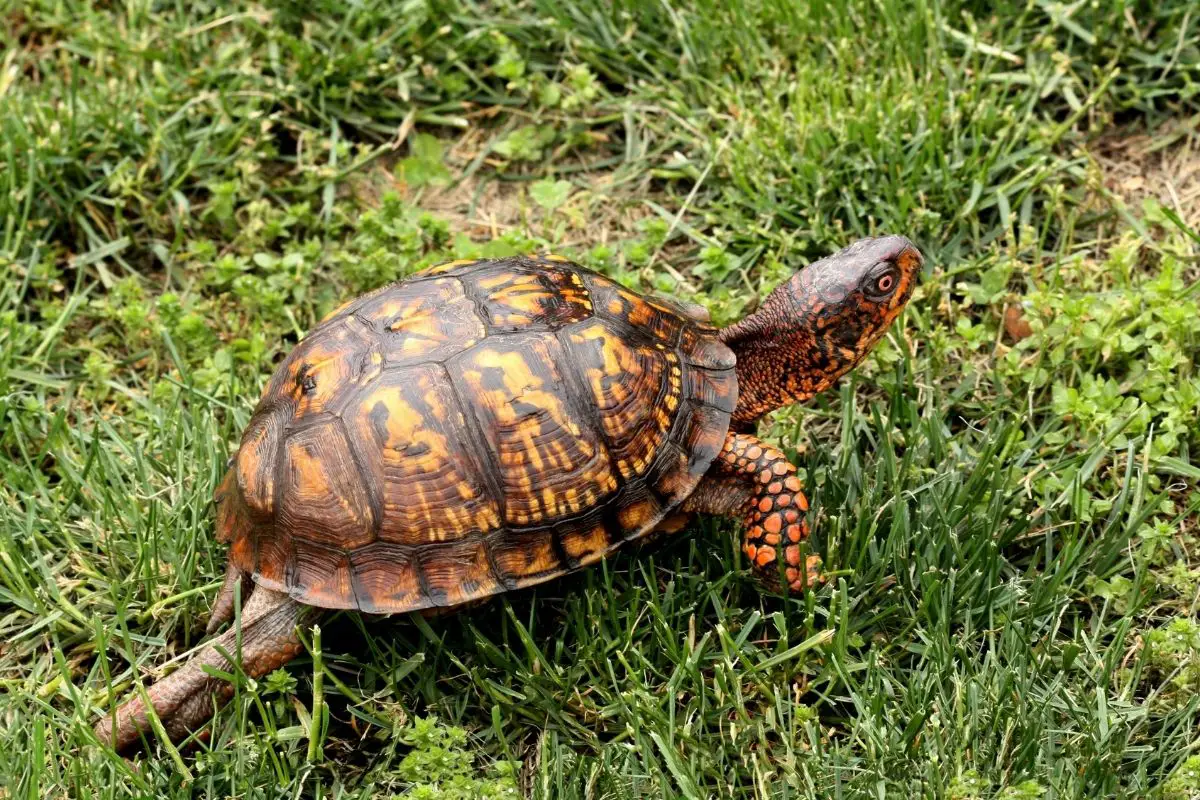 Eastern Box Turtle walking on grass