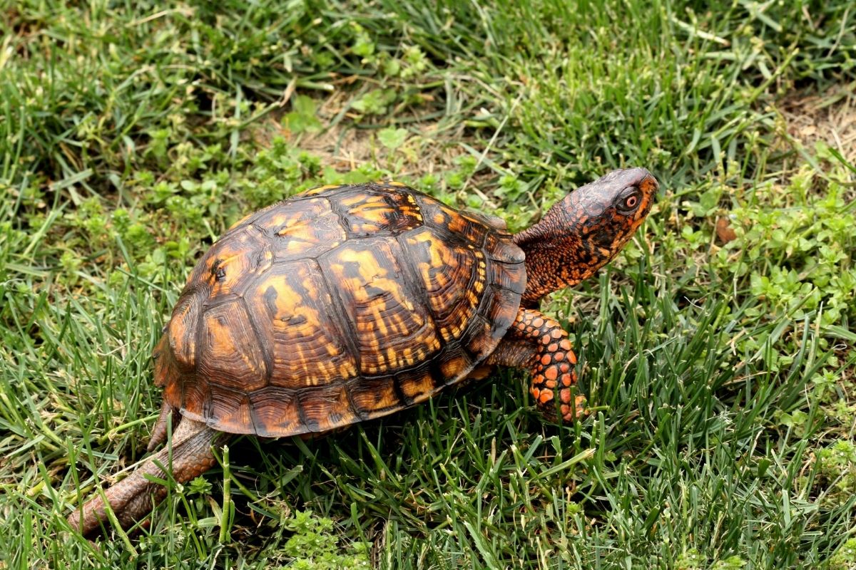 Eastern box turtle walking on grass