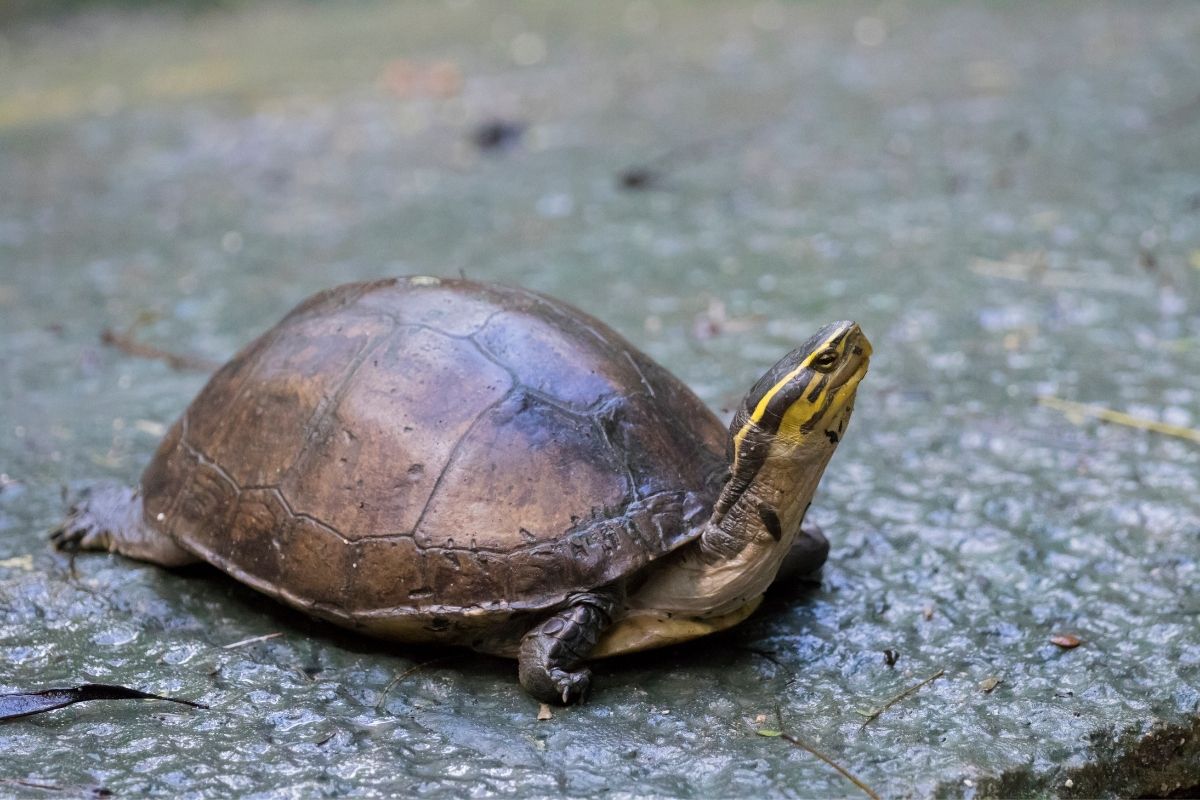 Eastern chicken turtle sitting on the sidewalk